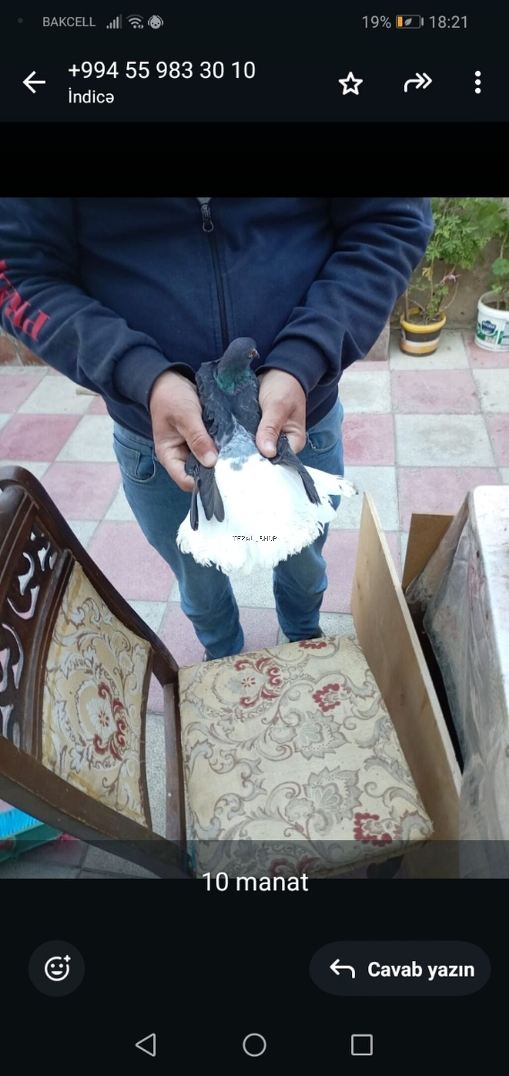 Məhsul: Göyərçin Təsvir: - Rəng: Qara-boz üst hissə, parlaq yaşıl