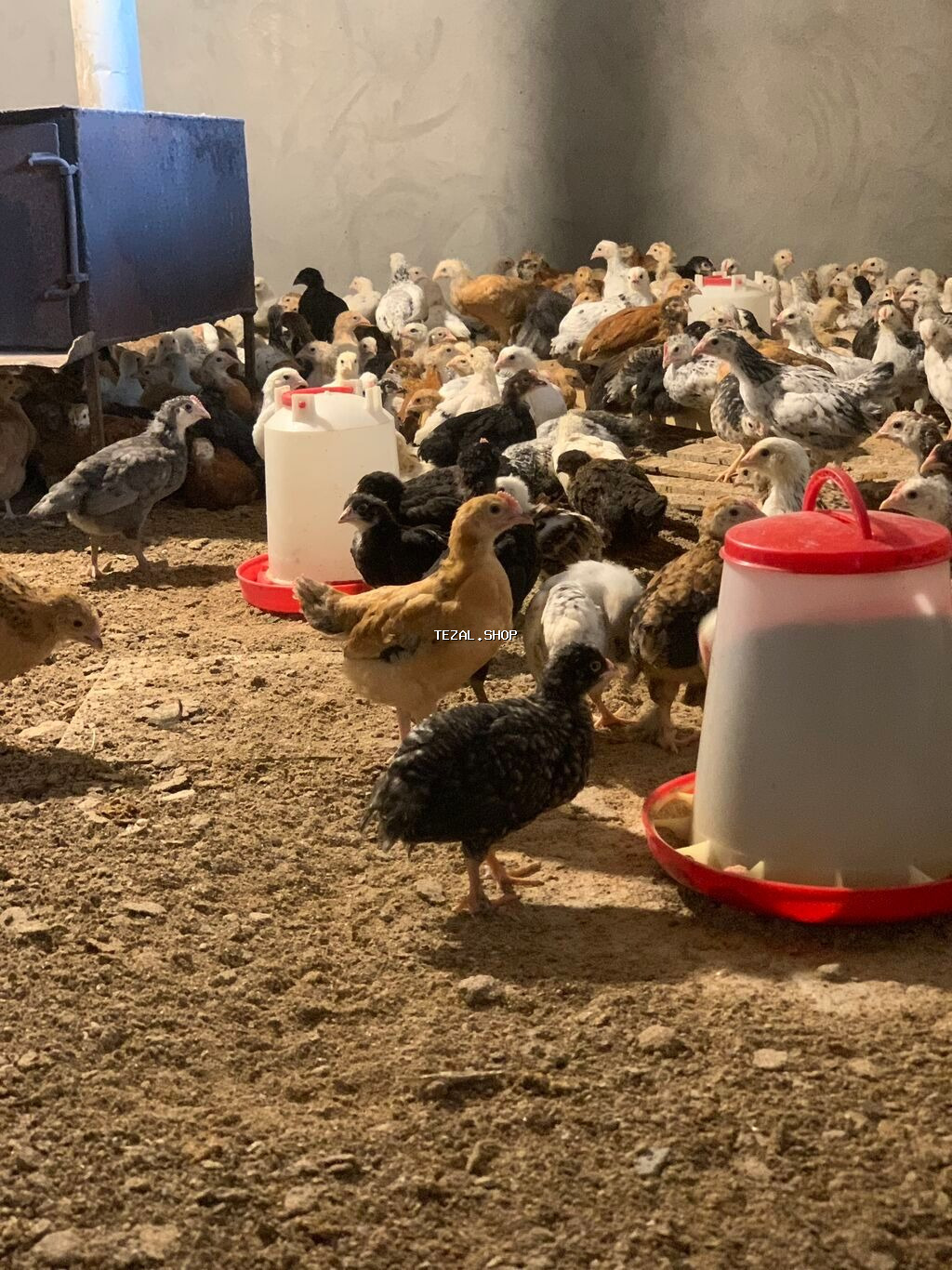 Toyuq, Damazlıq, Ünvandan götürmə, Pulsuz çatdırılma, Ödənişli çatdırılma