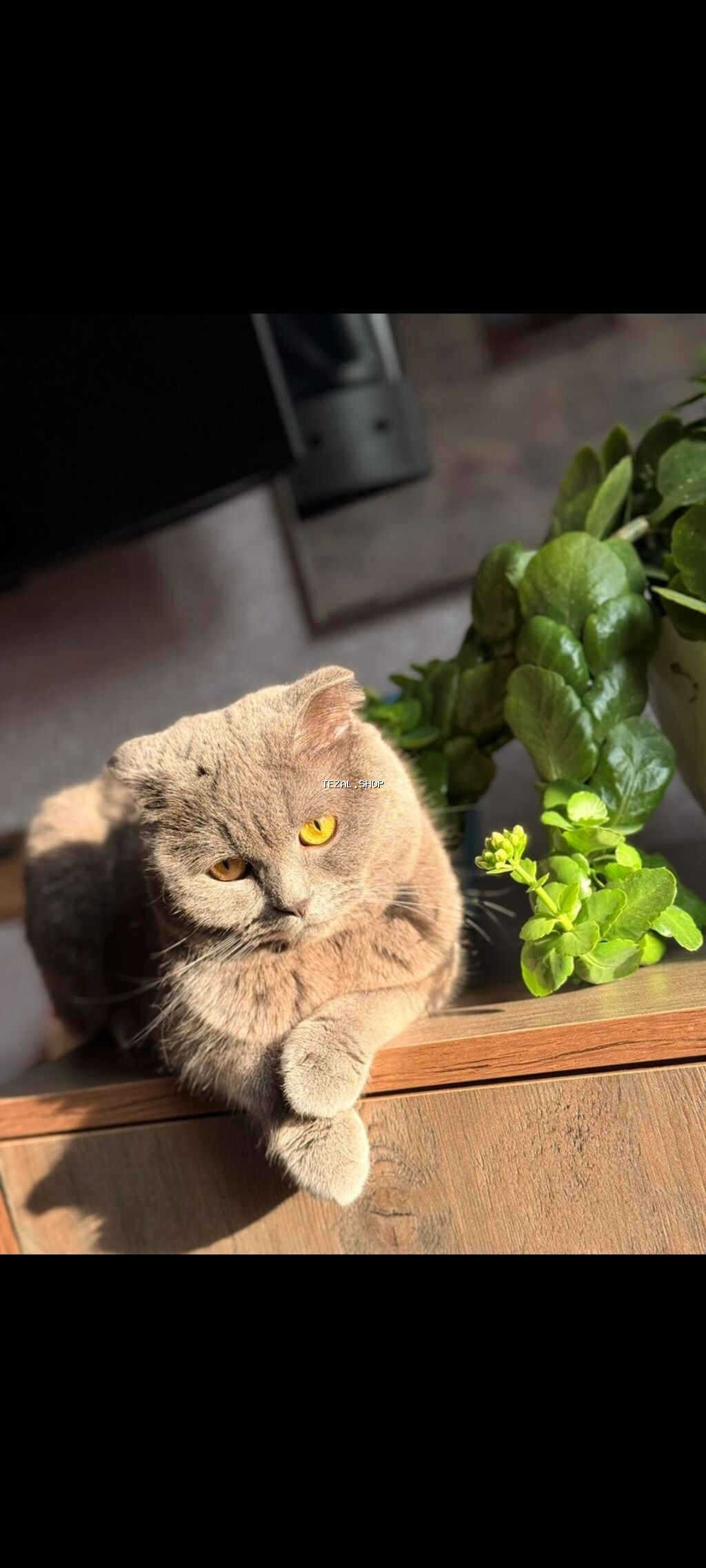 Şotland yastı qulaq, Erkək