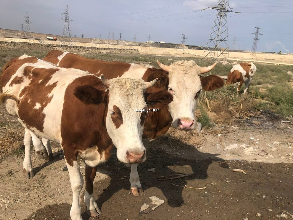 Fermada işçi tələb olunur. Ümumi 35 baş iribuynuzlu inək və danalardı