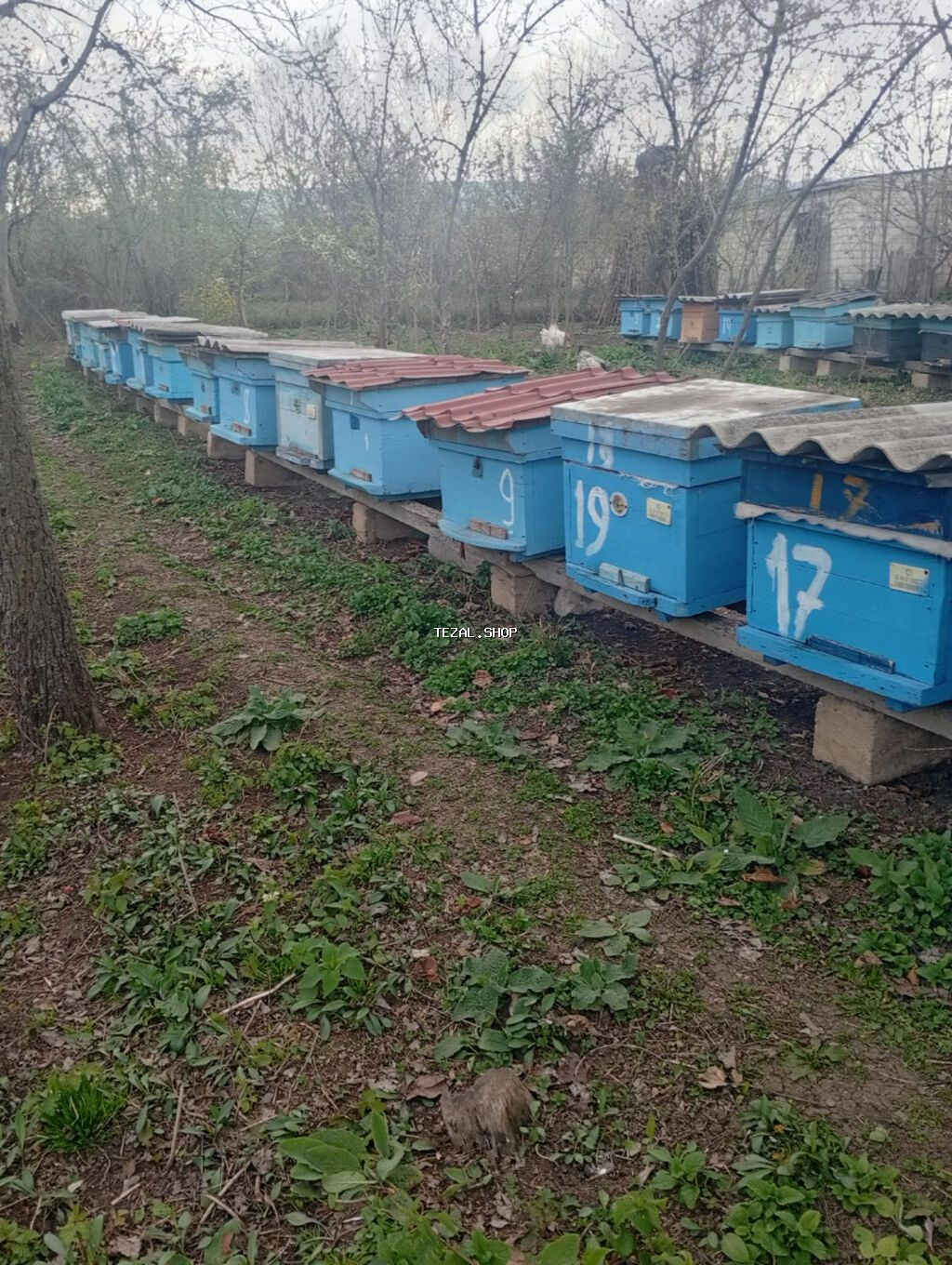 Idyal vəziyetde ari ailesi satilir bal arisi - şəkil 2