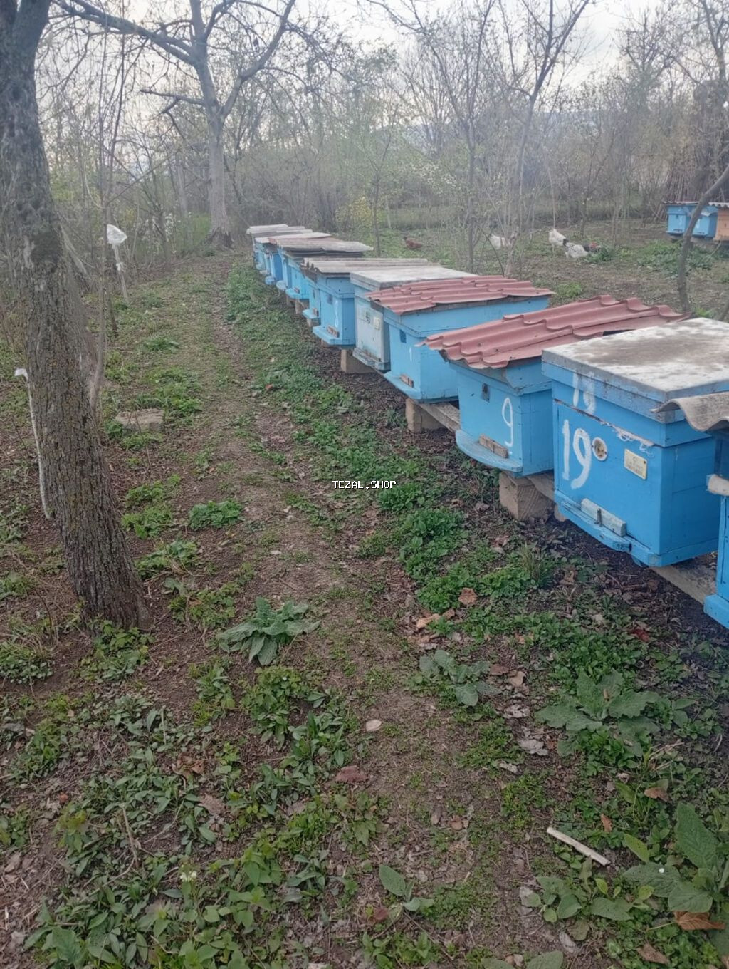 Idyal vəziyetde ari ailesi satilir bal arisi - şəkil 3