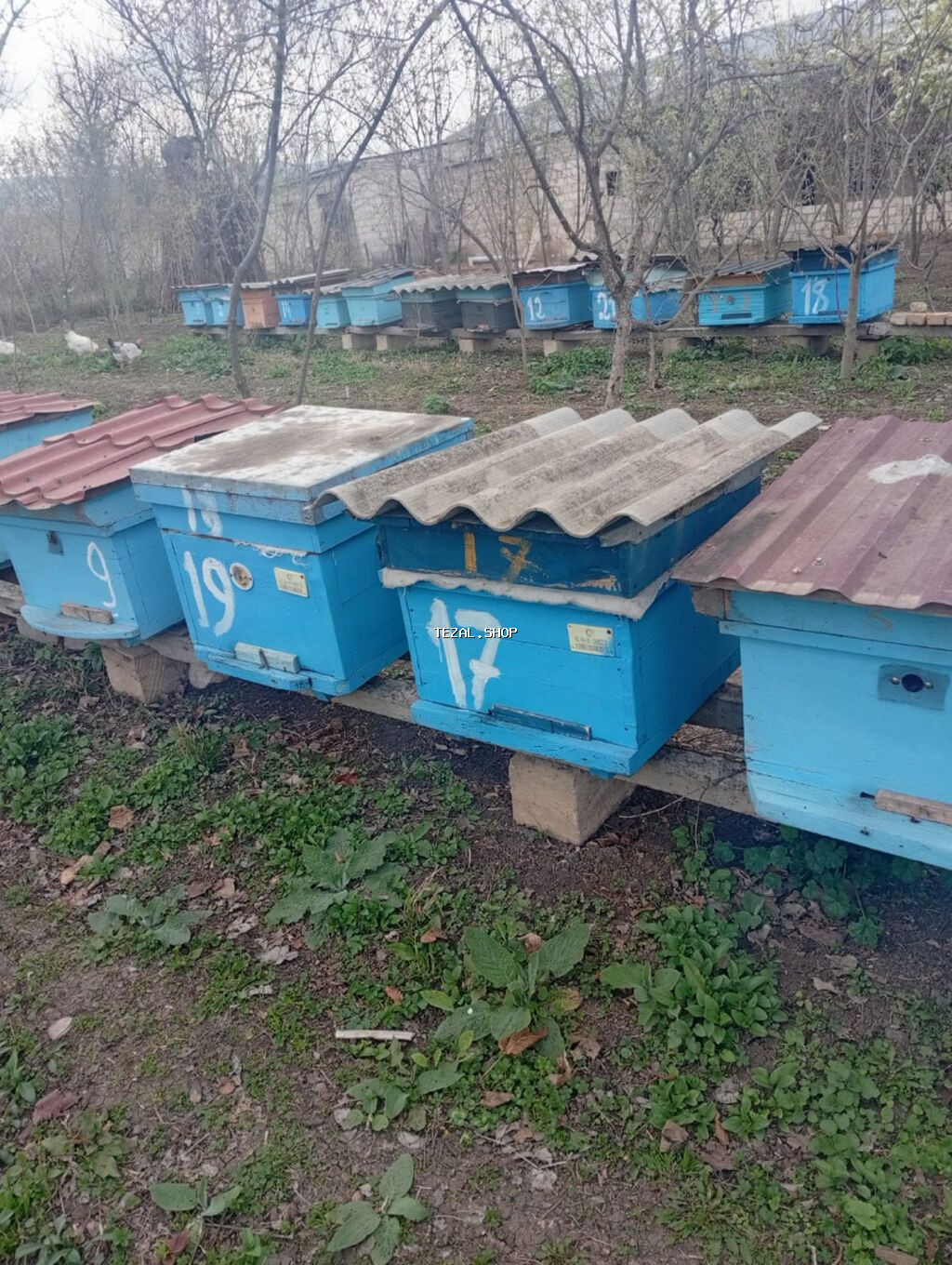 Idyal vəziyetde ari ailesi satilir bal arisi - şəkil 4