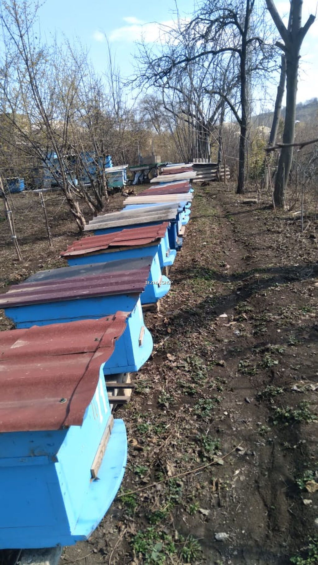 Ari ailəsi satilir ramkalar 23 luk və 29 luq ana arilar 25 ci ilin - şəkil 2