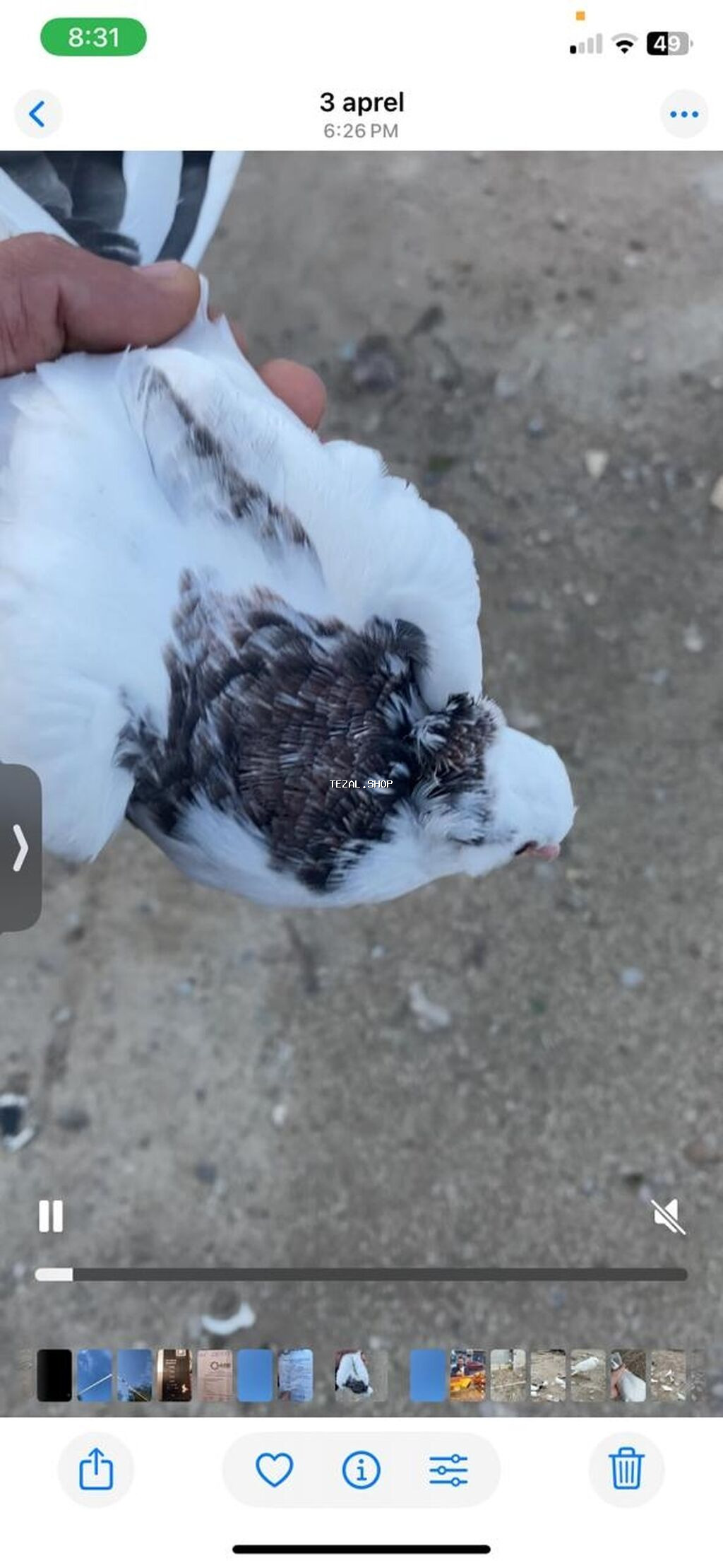 Məhsul: Ev göyərçini (bəyaz və qarışıq tünd ləkəli rəng) tam sağlam