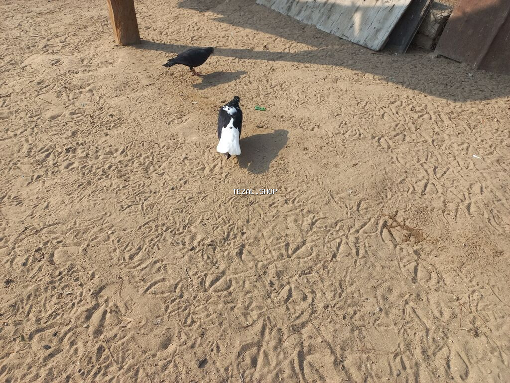 Məhsul: Ağ-qara naxışlı ev göyərçini Təsvir:mayadi sağlam heyvamdi