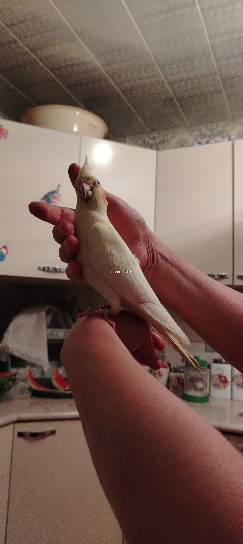 Ele Oyremis quslardir hamsi hecbr problemsiz sağlam