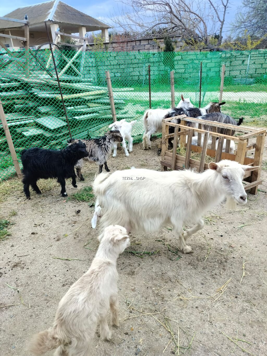 Dişi, Zanen, il: 2, 40 kq, Damazlıq, Südlük, Ünvandan götürmə