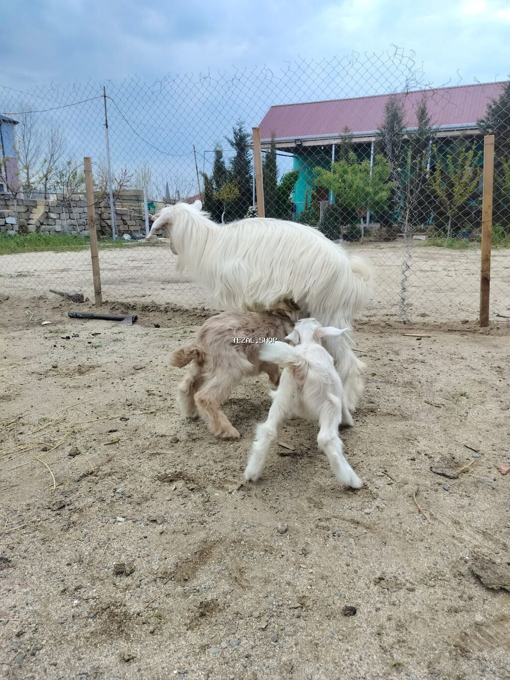 Dişi, Zanen, il: 2, 40 kq, Damazlıq, Südlük, Ünvandan götürmə - şəkil 2