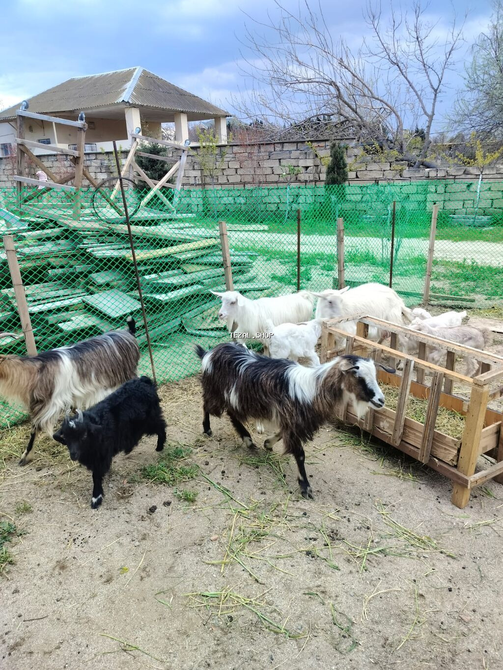 Dişi, Zanen, il: 2, 40 kq, Damazlıq, Südlük, Ünvandan götürmə - şəkil 3