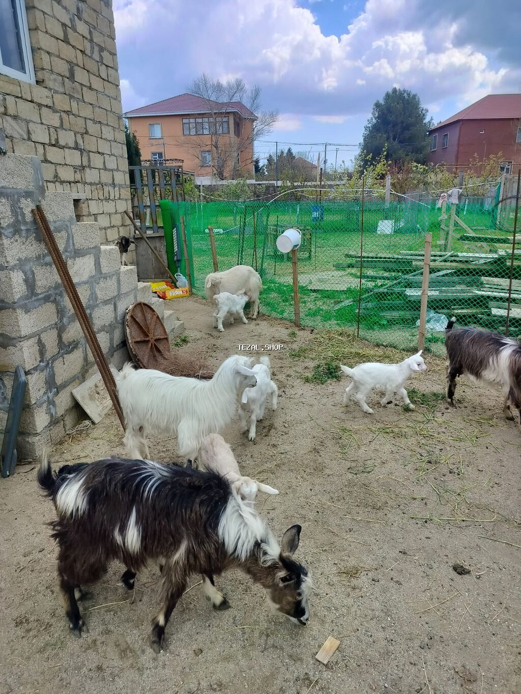 Dişi, Zanen, il: 2, 40 kq, Damazlıq, Südlük, Ünvandan götürmə - şəkil 4