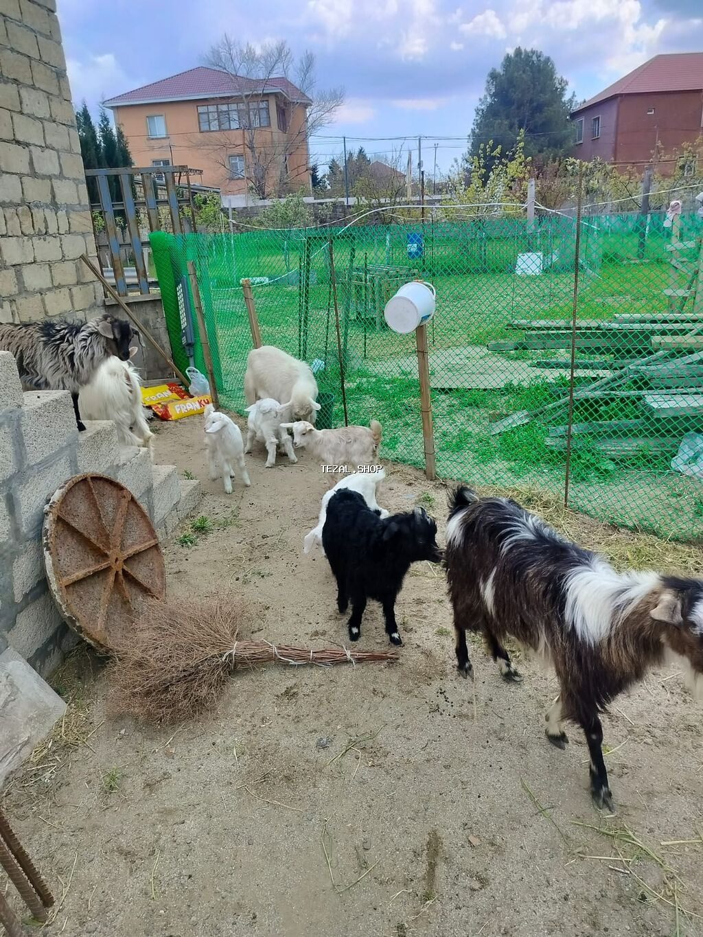 Dişi, Zanen, il: 2, 40 kq, Damazlıq, Südlük, Ünvandan götürmə - şəkil 5