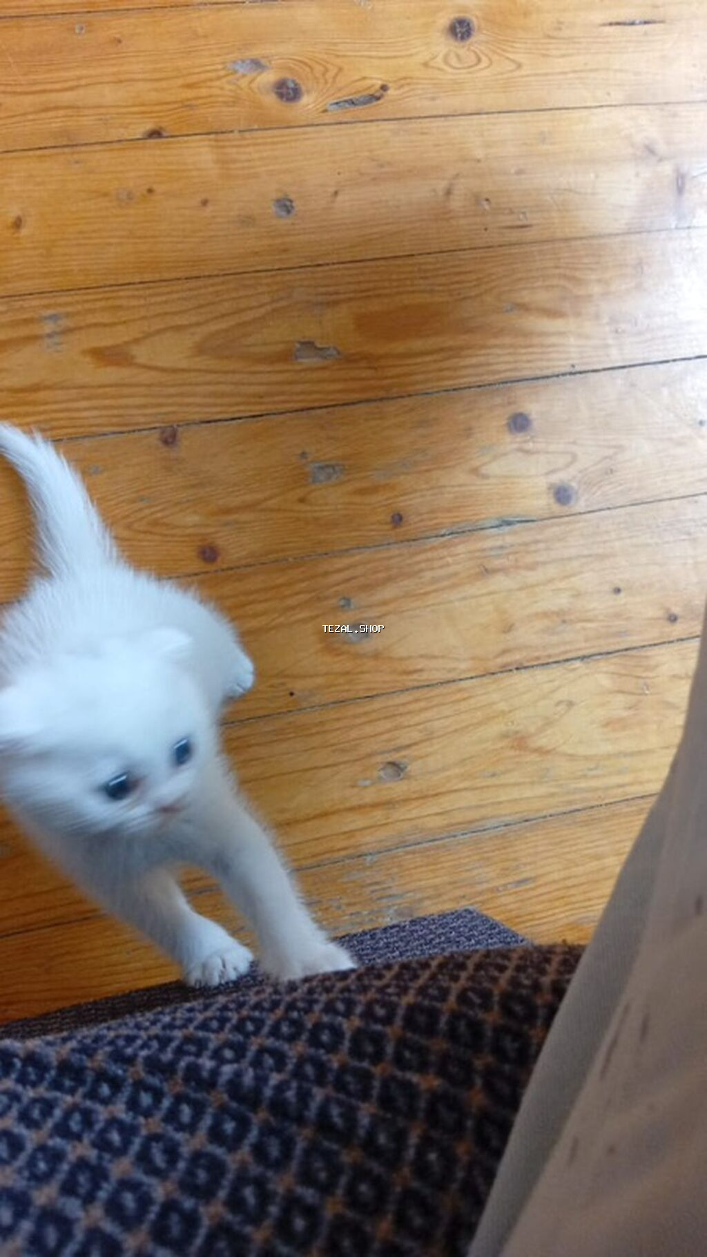 Şotland yastı qulaq, Dişi, Yaxşı əllərə, Ünvandan götürmə - şəkil 2