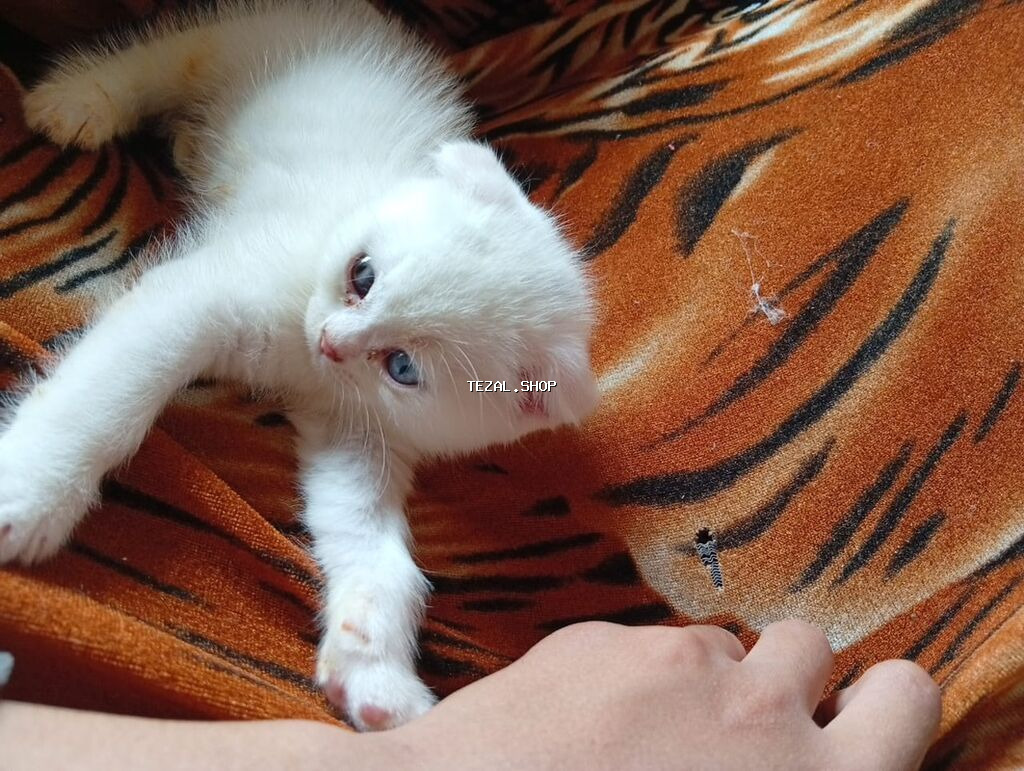 Şotland yastı qulaq, Dişi, Yaxşı əllərə, Ünvandan götürmə - şəkil 3