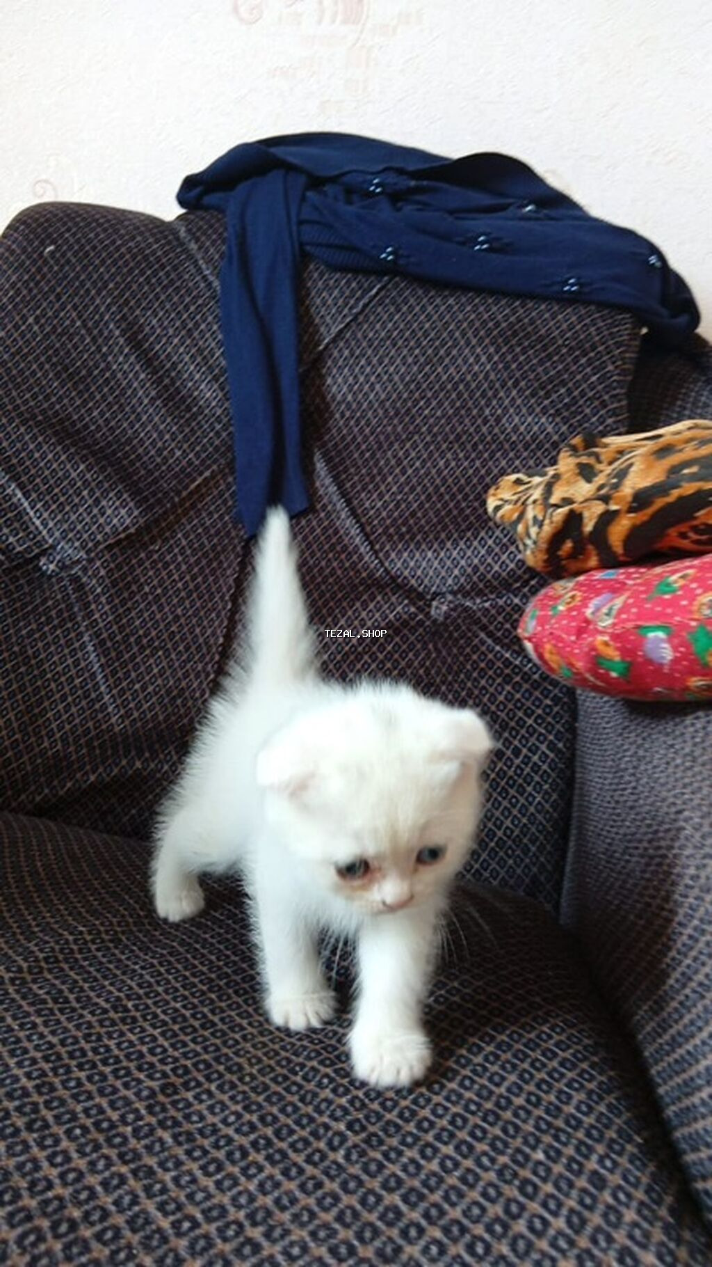 Şotland yastı qulaq, Dişi, Yaxşı əllərə, Ünvandan götürmə - şəkil 4