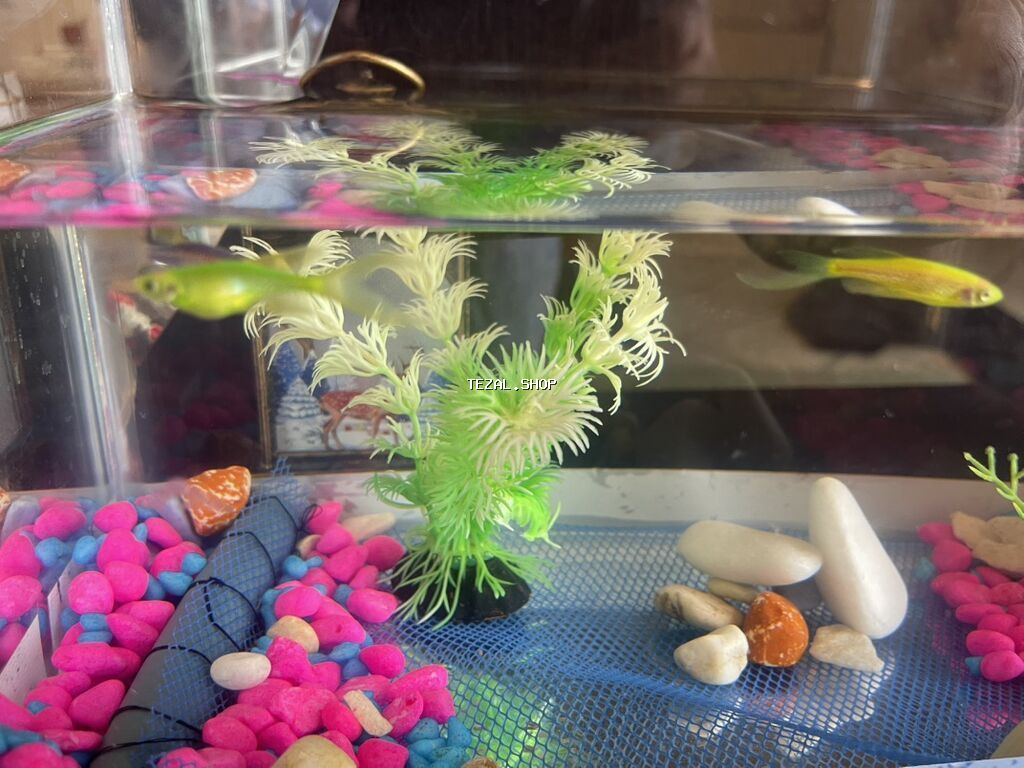 Akvaryum dəsti – şüşə akvarium içi bezekli 4 eded Danio baligi ile