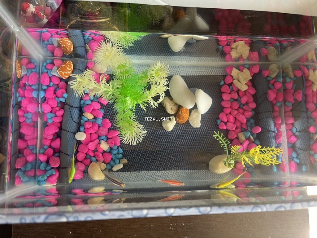 Akvaryum dəsti – şüşə akvarium içi bezekli 4 eded Danio baligi ile - şəkil 2