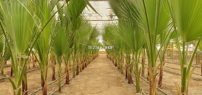 Bakı, Türkan qəs., 1500 kv. m, 7 otaqlı, Hovuzlu, Qaz, İşıq, Su - şəkil 2