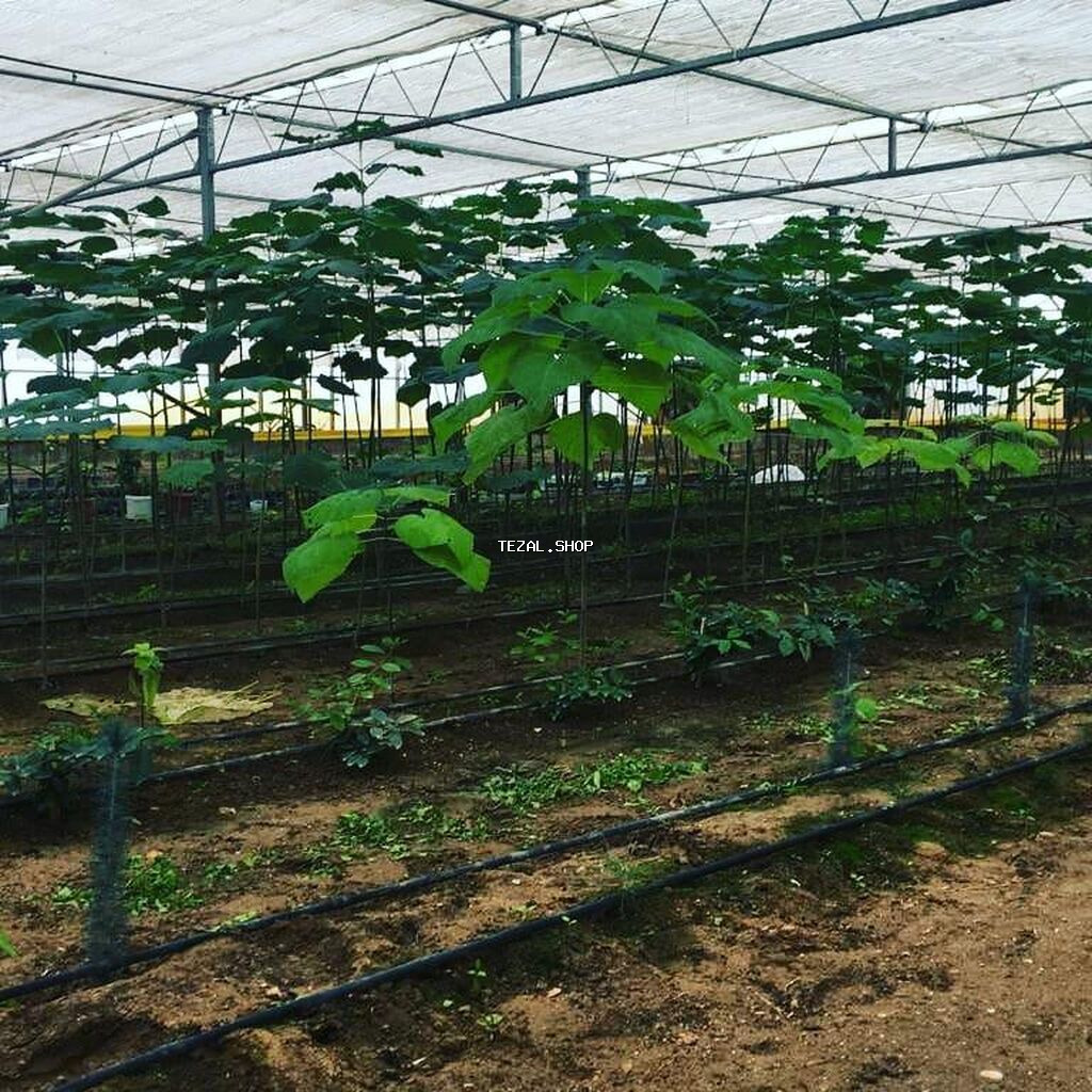 Bakı, Türkan qəs., 1500 kv. m, 7 otaqlı, Hovuzlu, Qaz, İşıq, Su - şəkil 3