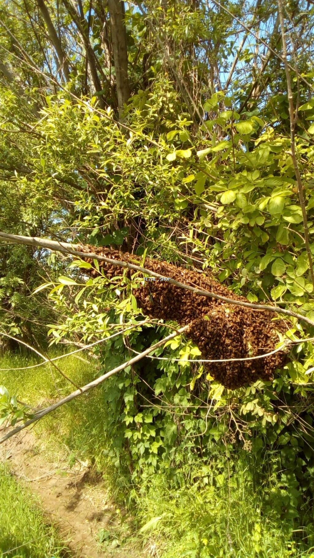 Karnika növlü ana arıların satışı.F 1,2025