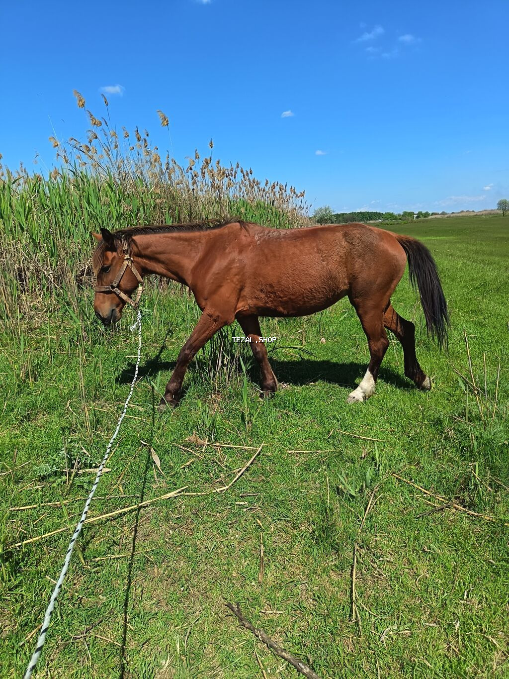 9 yaşı var dişidi 1.50 artıq olar boyu oynaq maydandı yorğası. Var