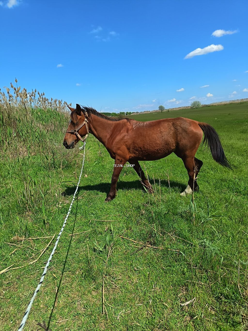 9 yaşı var dişidi 1.50 artıq olar boyu oynaq maydandı yorğası. Var - şəkil 2