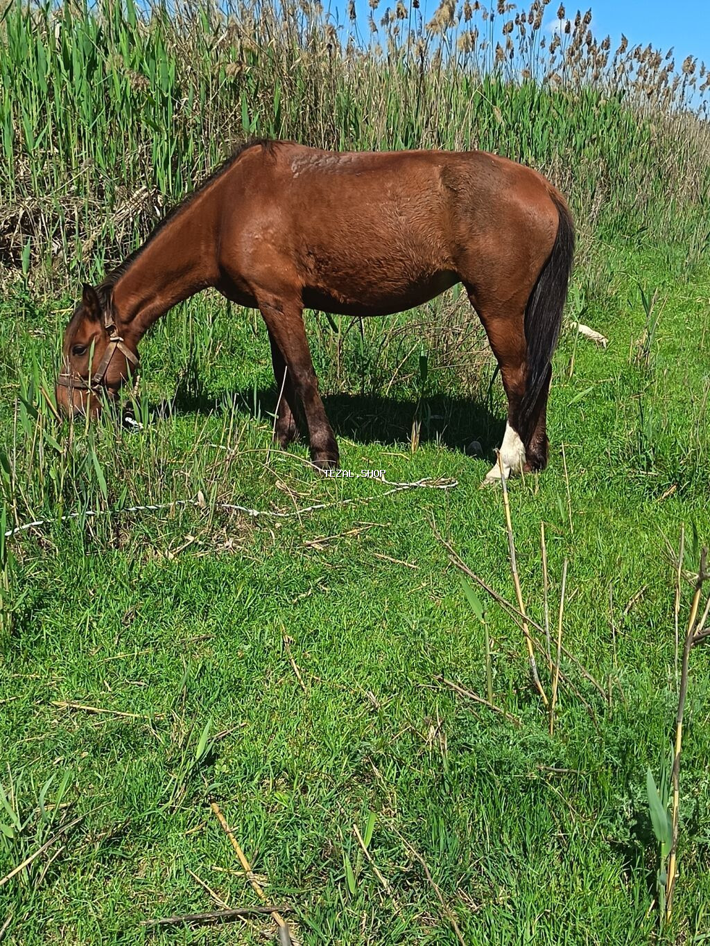 9 yaşı var dişidi 1.50 artıq olar boyu oynaq maydandı yorğası. Var - şəkil 3
