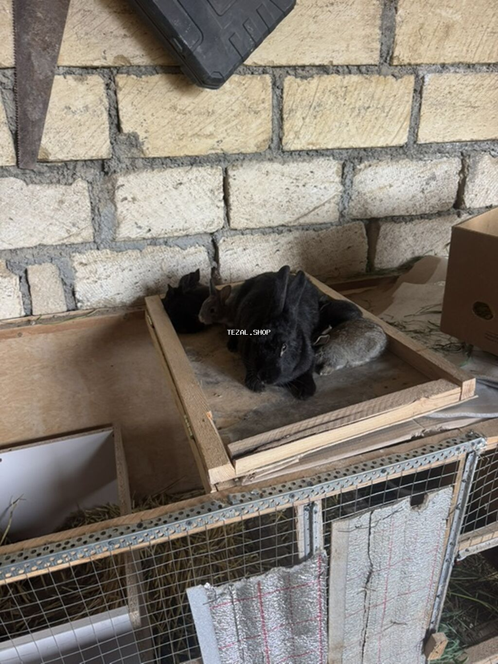 İki ana dovşan balalarıyla birlikdə satılır balaların gözü yeni açılıb