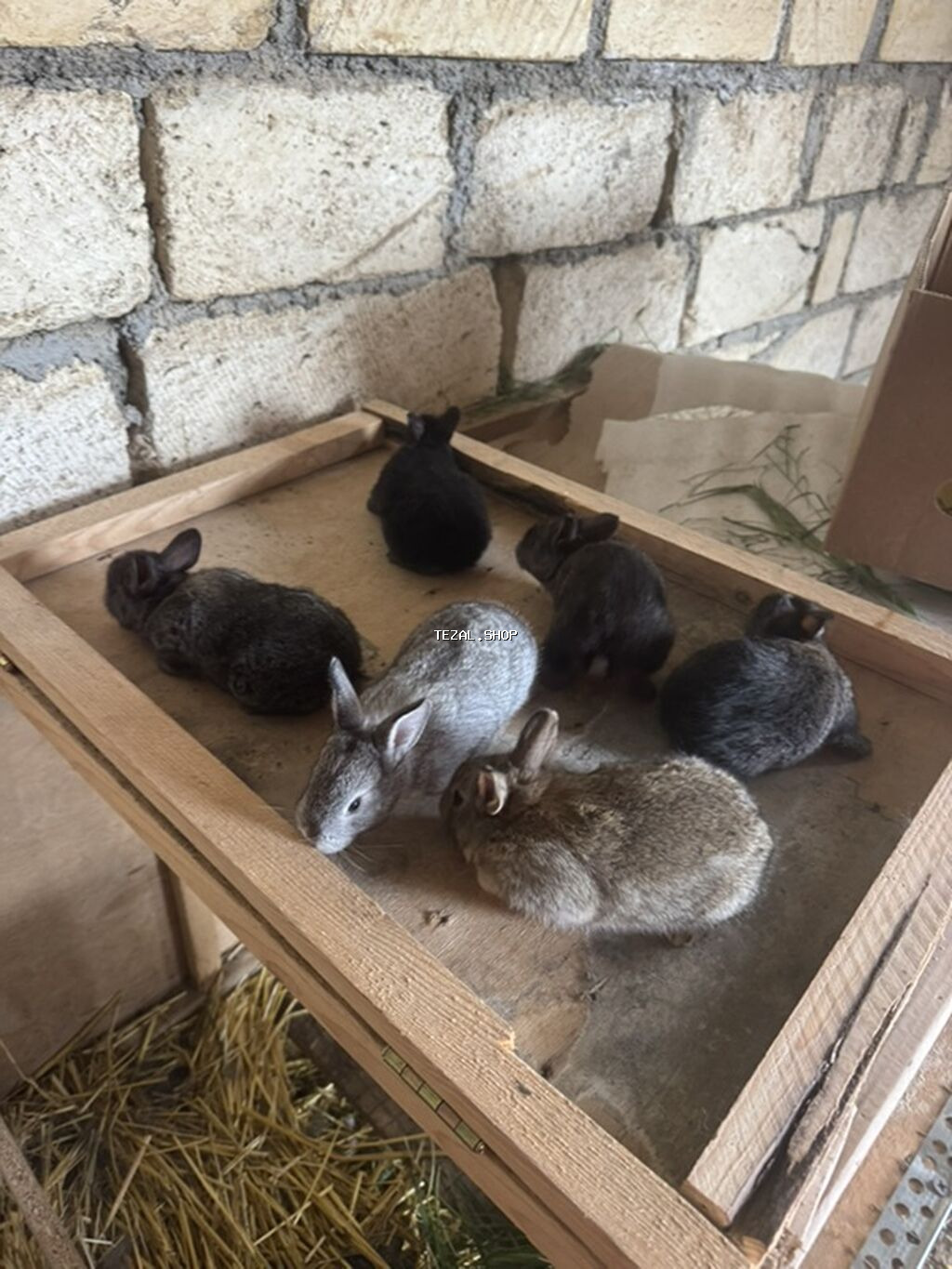 İki ana dovşan balalarıyla birlikdə satılır balaların gözü yeni açılıb - şəkil 2