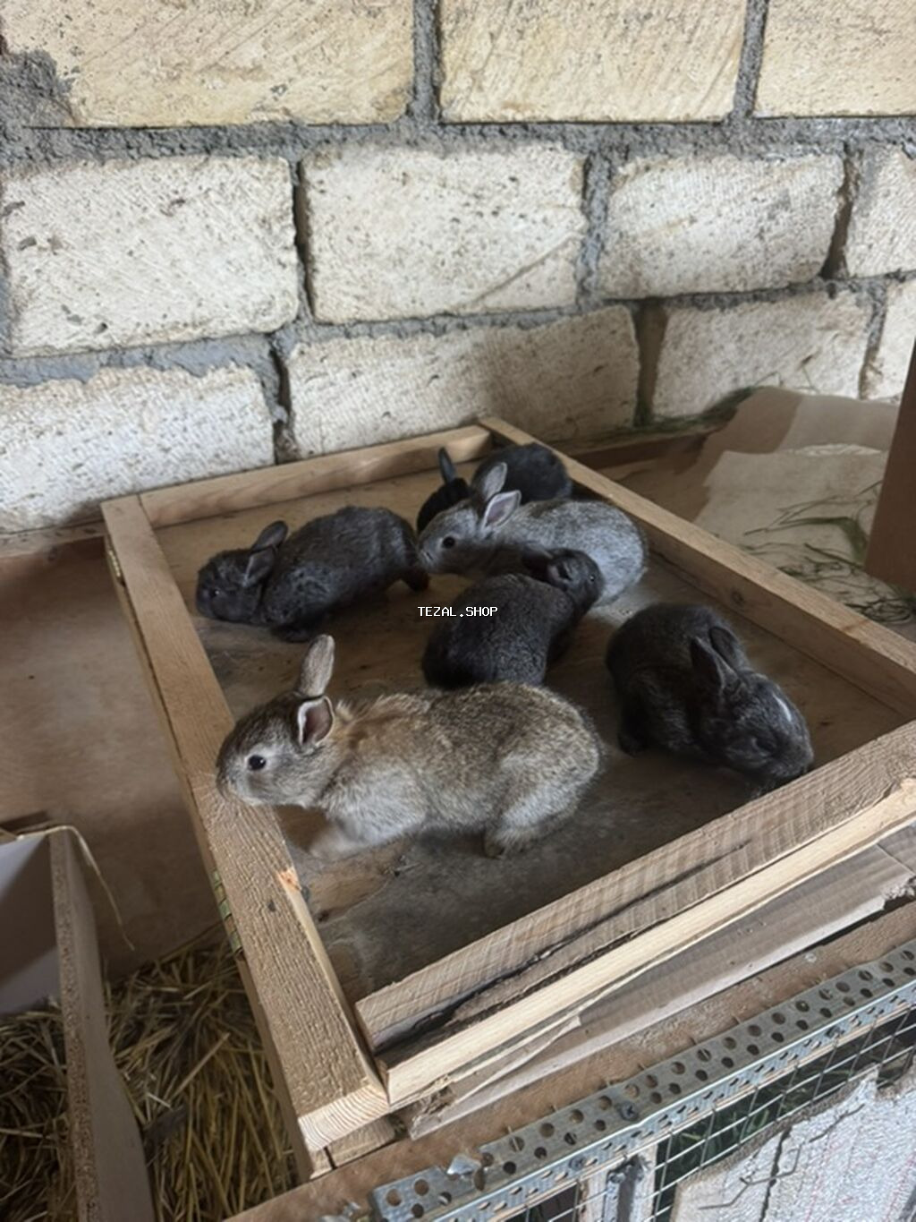 İki ana dovşan balalarıyla birlikdə satılır balaların gözü yeni açılıb - şəkil 3