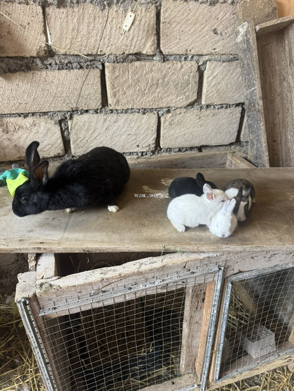 İki ana dovşan balalarıyla birlikdə satılır balaların gözü yeni açılıb - şəkil 4