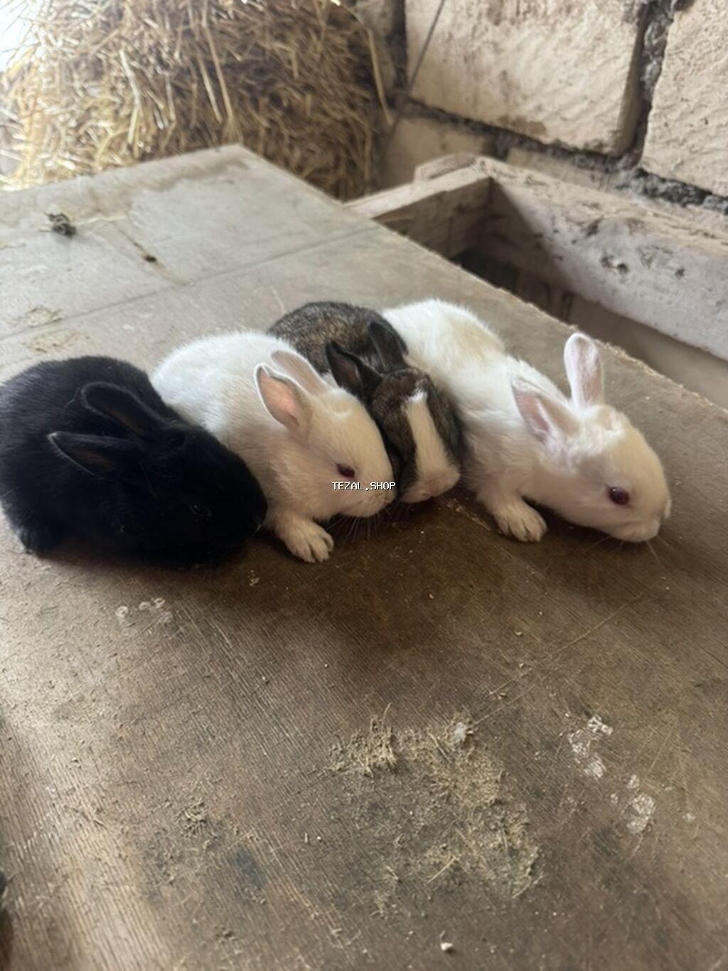 İki ana dovşan balalarıyla birlikdə satılır balaların gözü yeni açılıb - şəkil 5