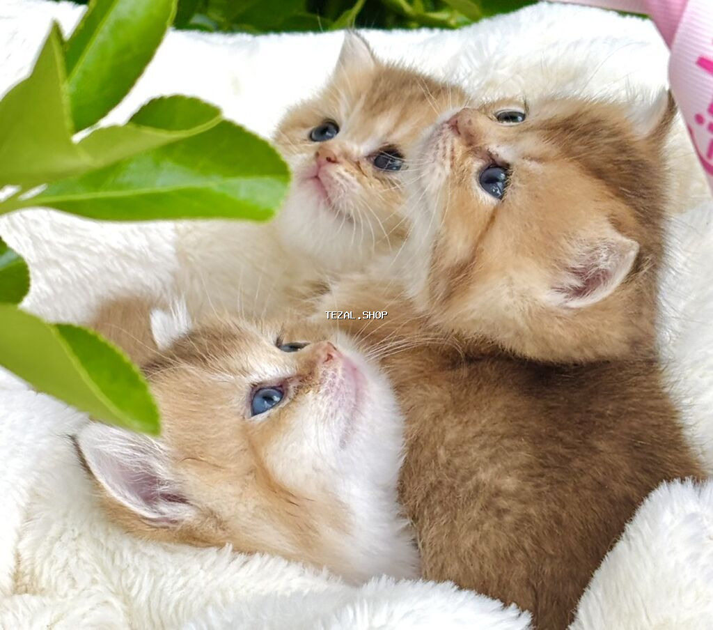 Qızıl şinşilla - şəkil 2