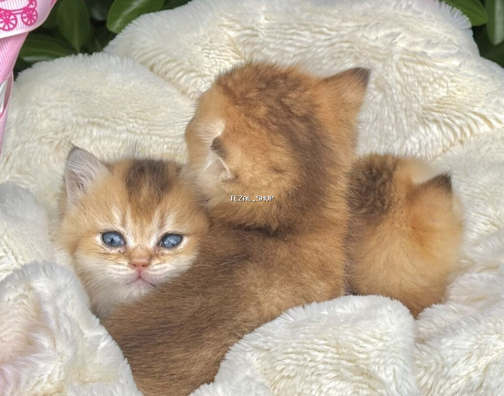 Qızıl şinşilla - şəkil 3