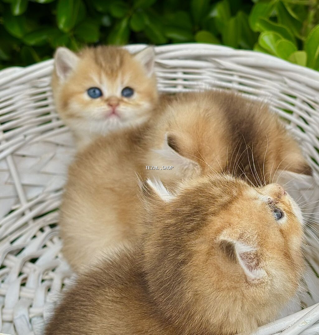 Qızıl şinşilla - şəkil 4