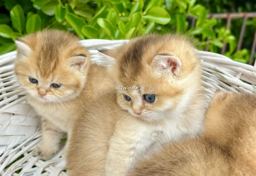 Qızıl şinşilla - şəkil 5