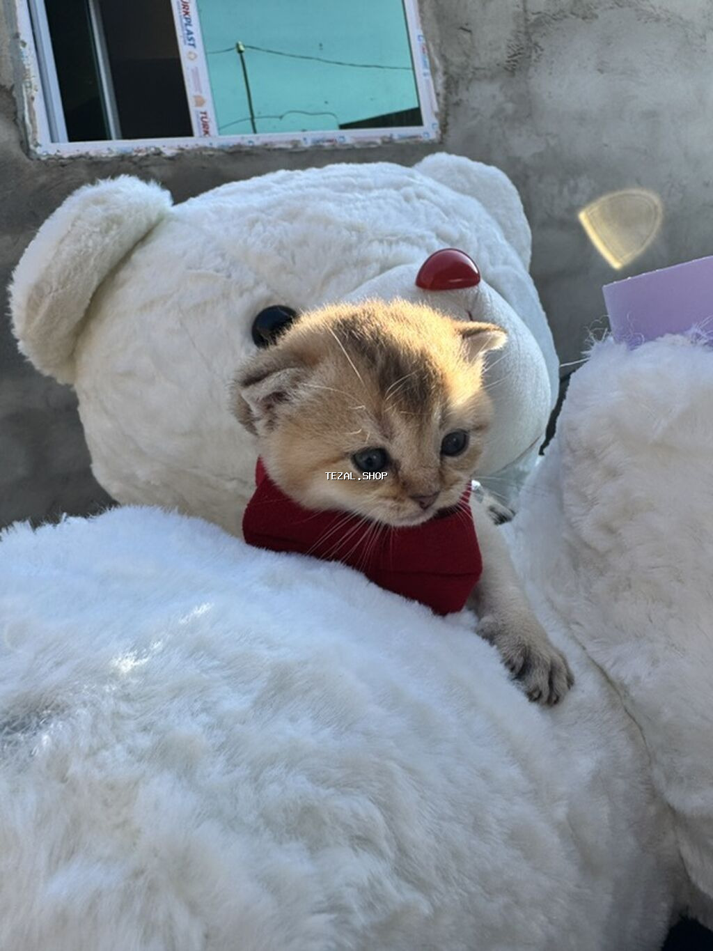 Şotland, Yaxşı əllərə