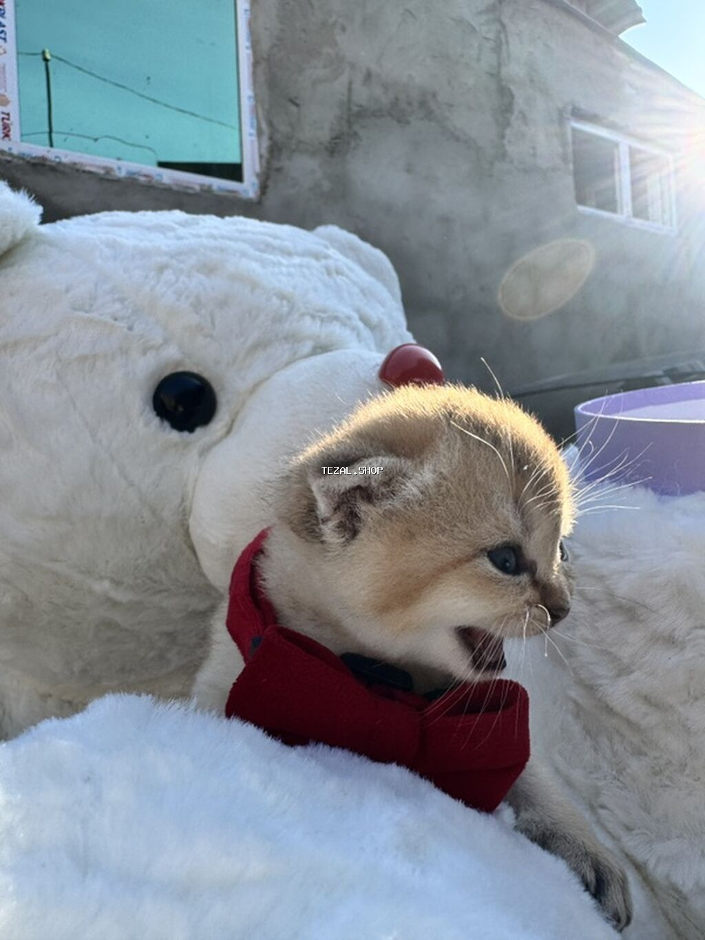 Şotland, Yaxşı əllərə - şəkil 2