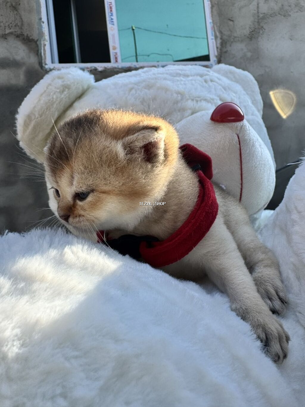 Şotland, Yaxşı əllərə - şəkil 3