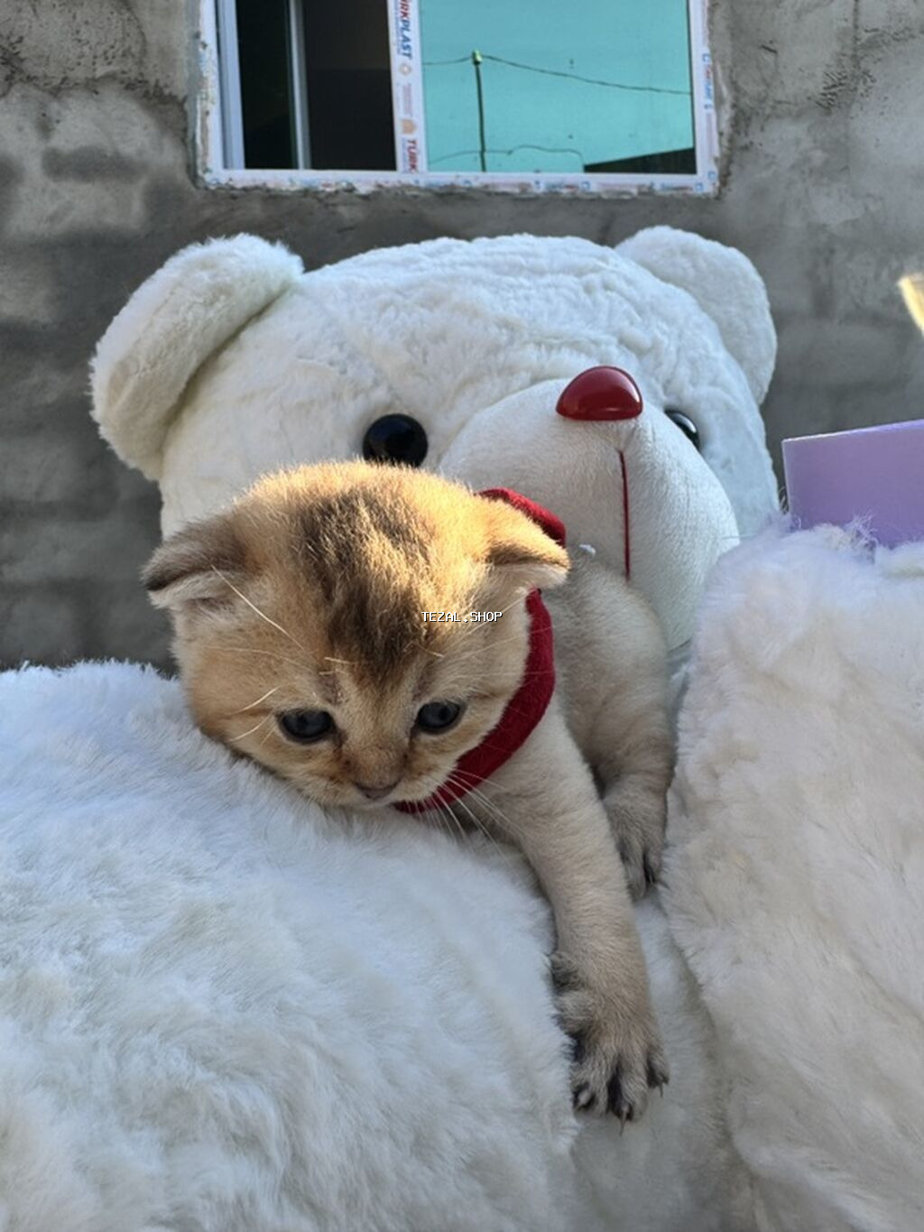 Şotland, Yaxşı əllərə - şəkil 4