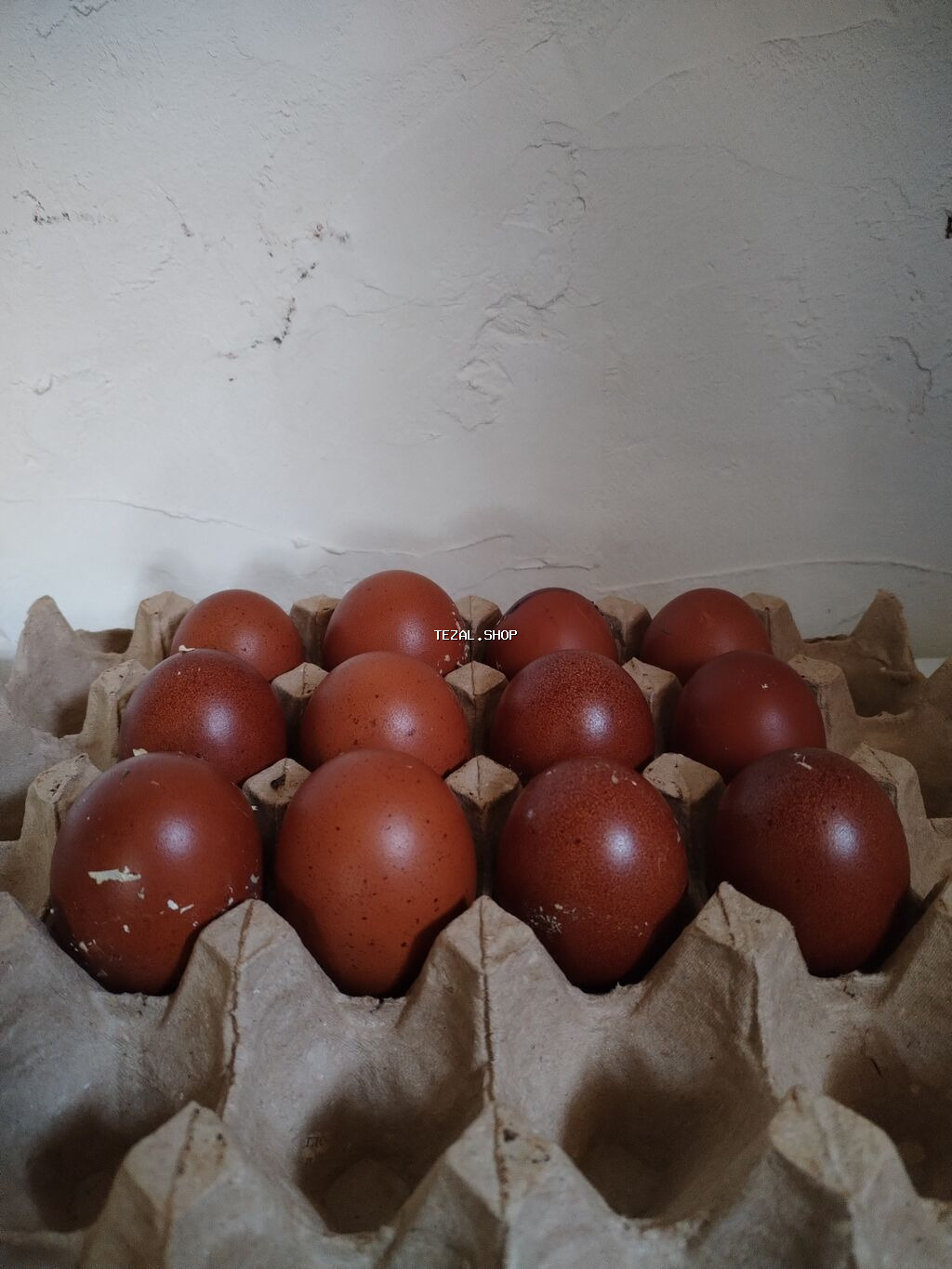 Tünd qəhvəyi rəngli Maran cinsi toyuqların cücəsi satılır. 5 günlük