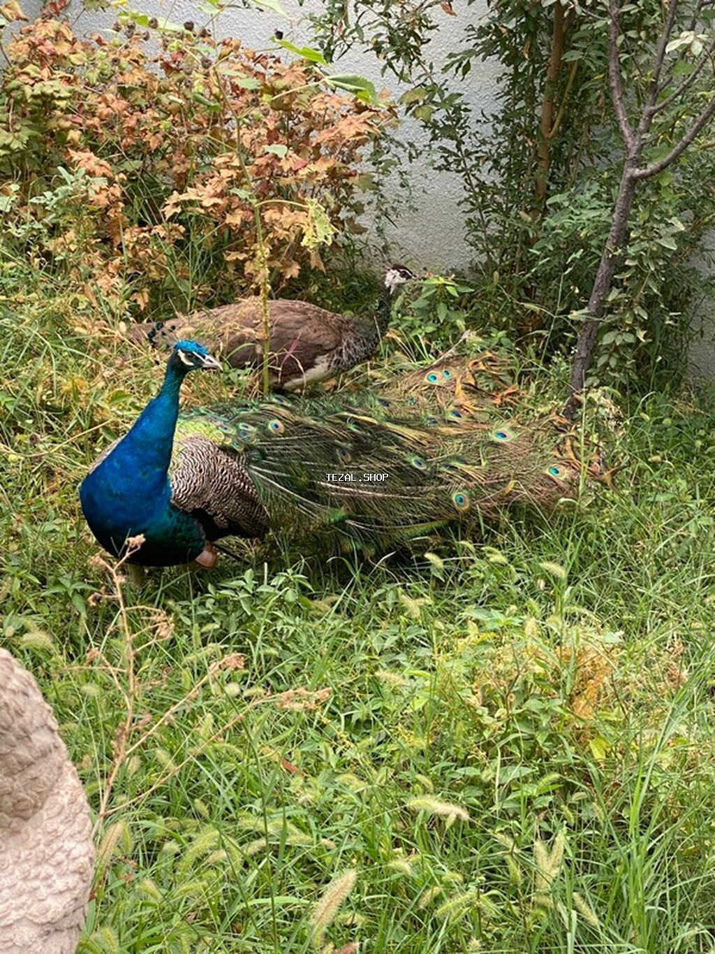 Məhsul: Göy tovuz quşları (Indian Blue Peacock – Pavo cristatus)