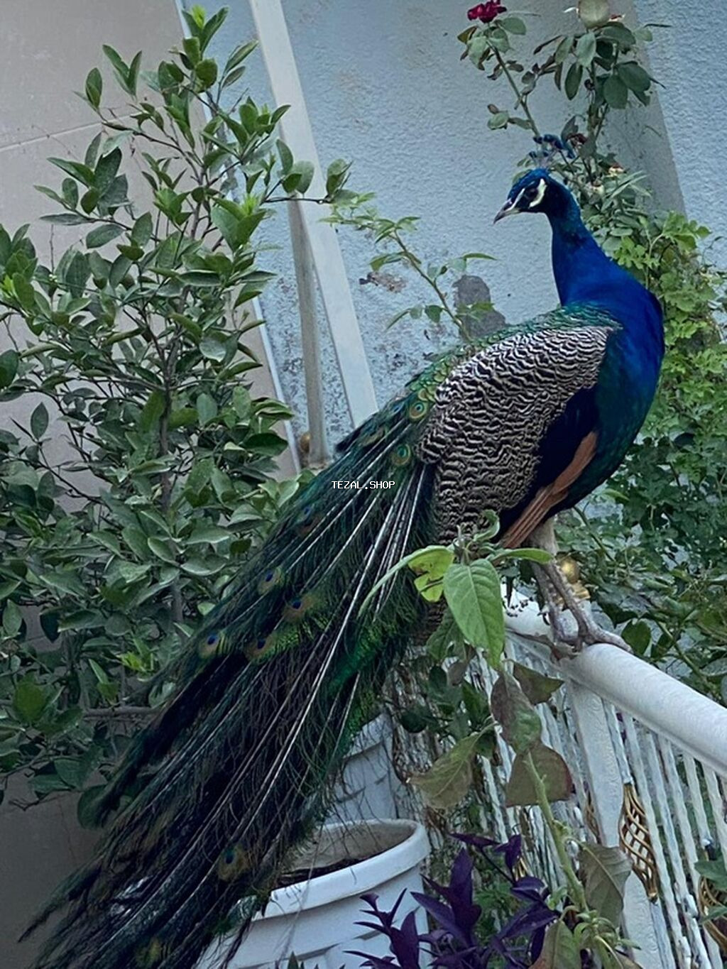 Məhsul: Göy tovuz quşları (Indian Blue Peacock – Pavo cristatus) - şəkil 2