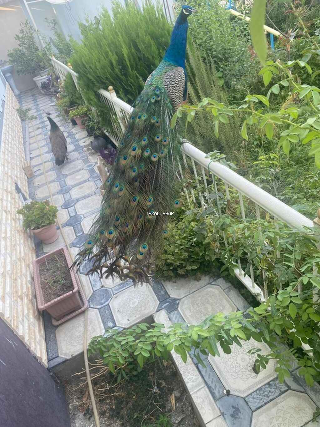 Məhsul: Göy tovuz quşları (Indian Blue Peacock – Pavo cristatus) - şəkil 3