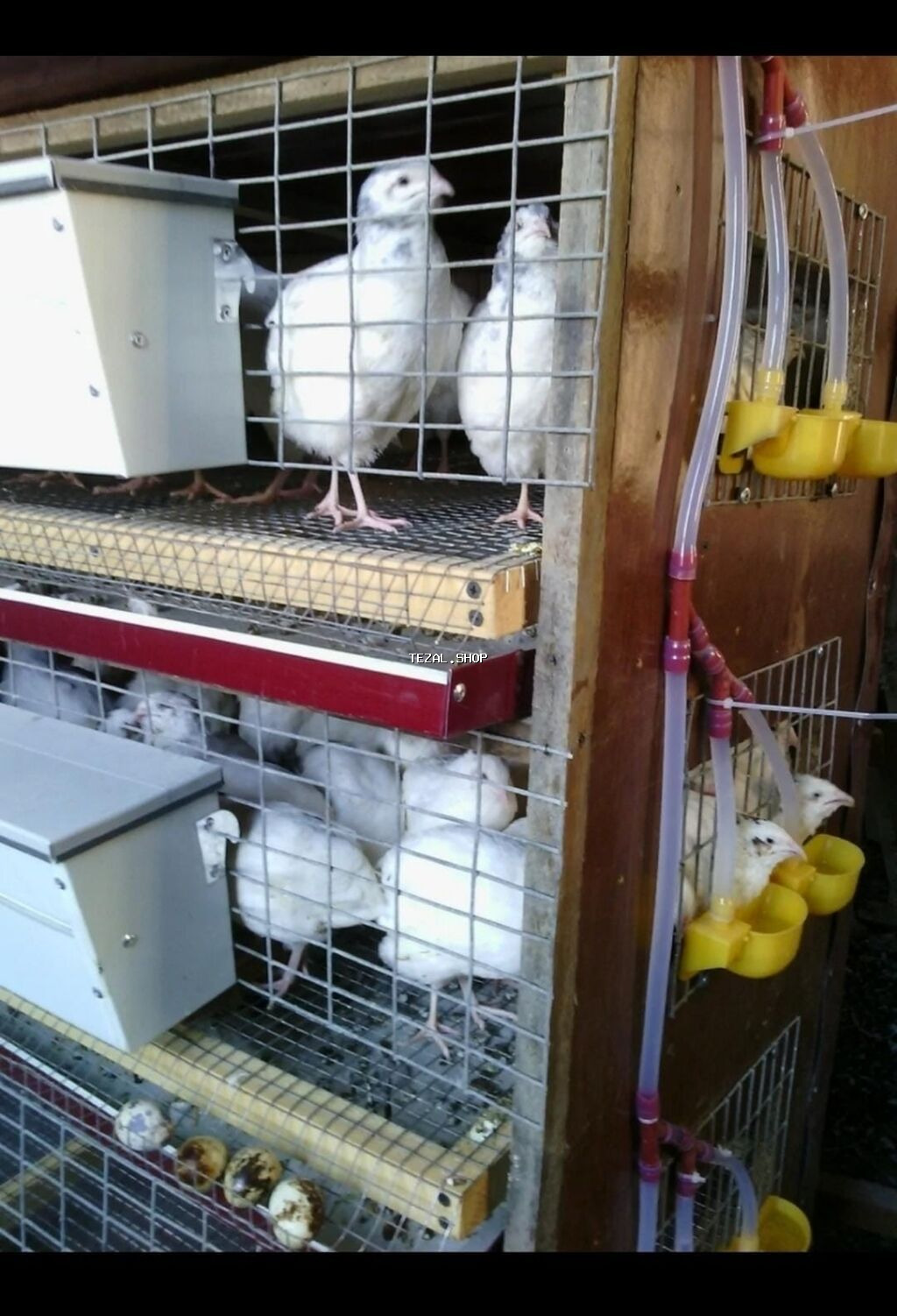 Bildirçin Bunker yem qabları və qəfəslərin istənilən sayda sifarişlə