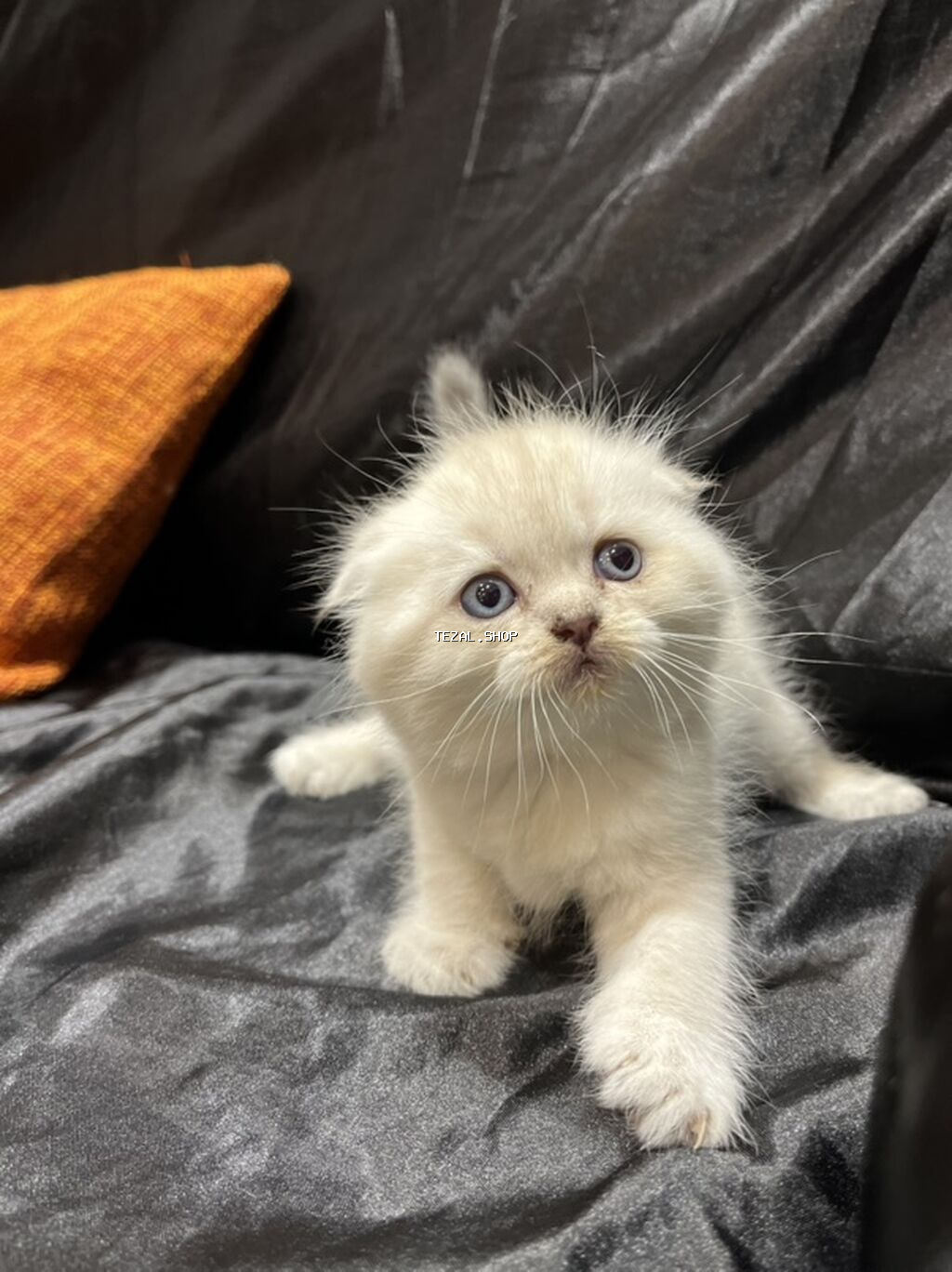 Şotland - şəkil 2