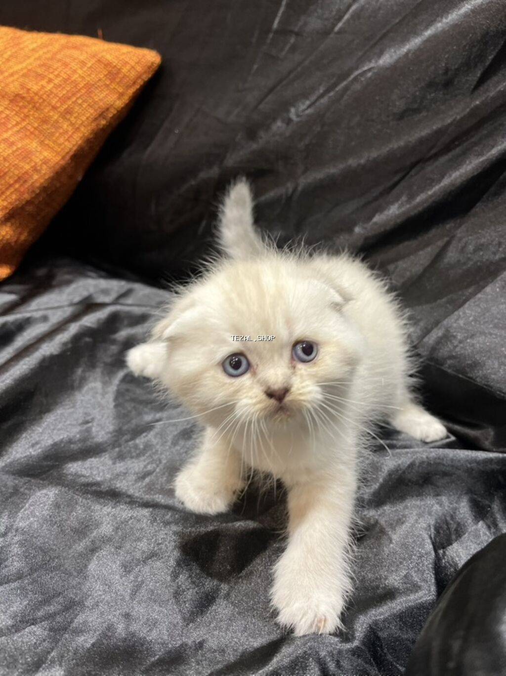 Şotland - şəkil 3