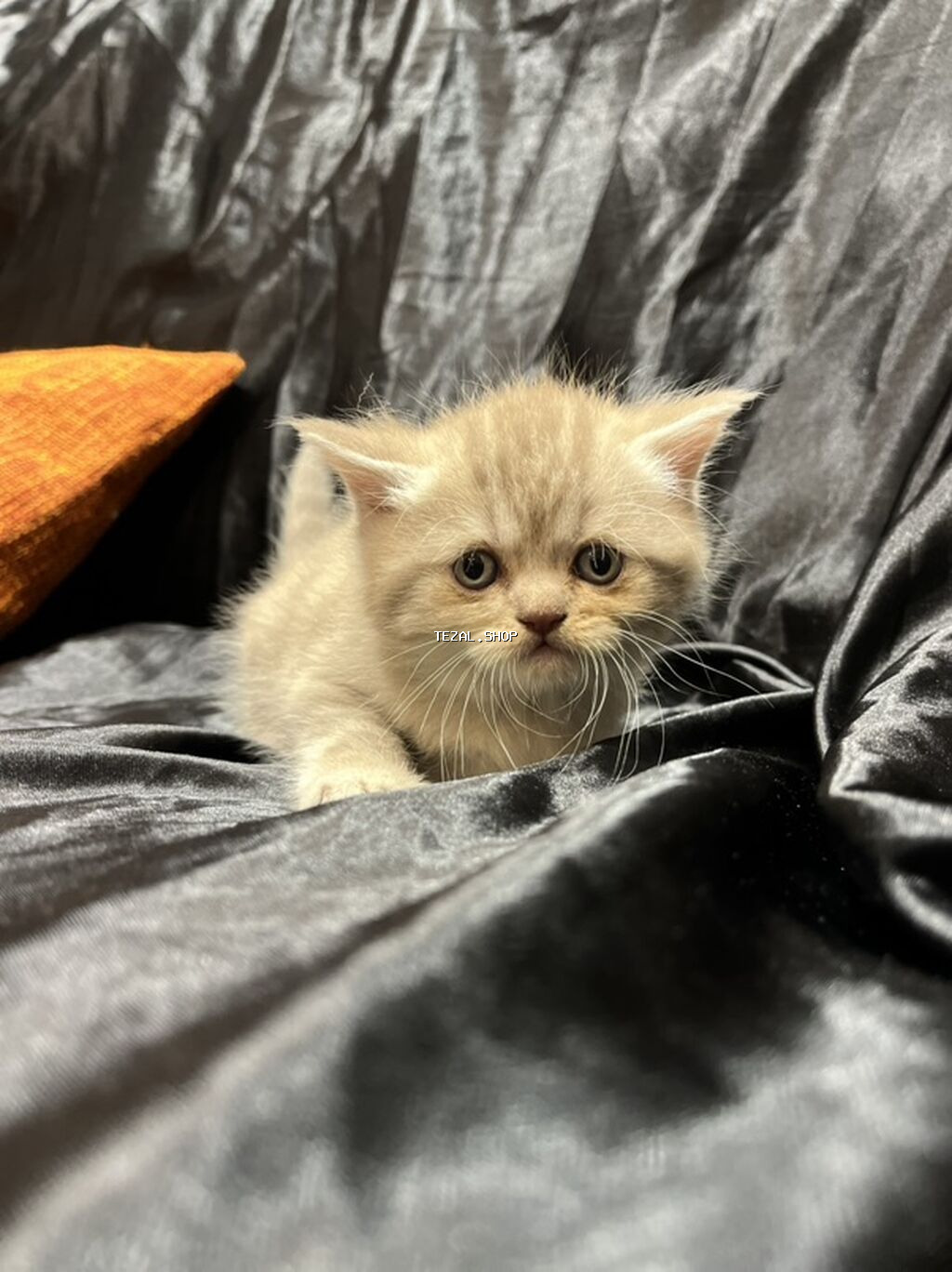 Şotland - şəkil 4