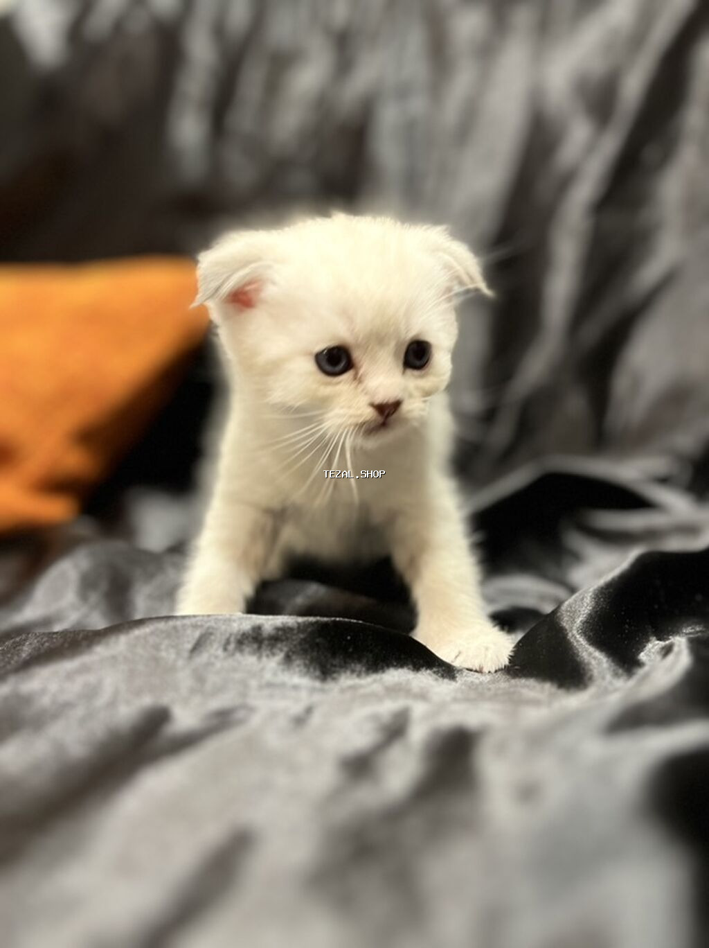 Şotland - şəkil 5