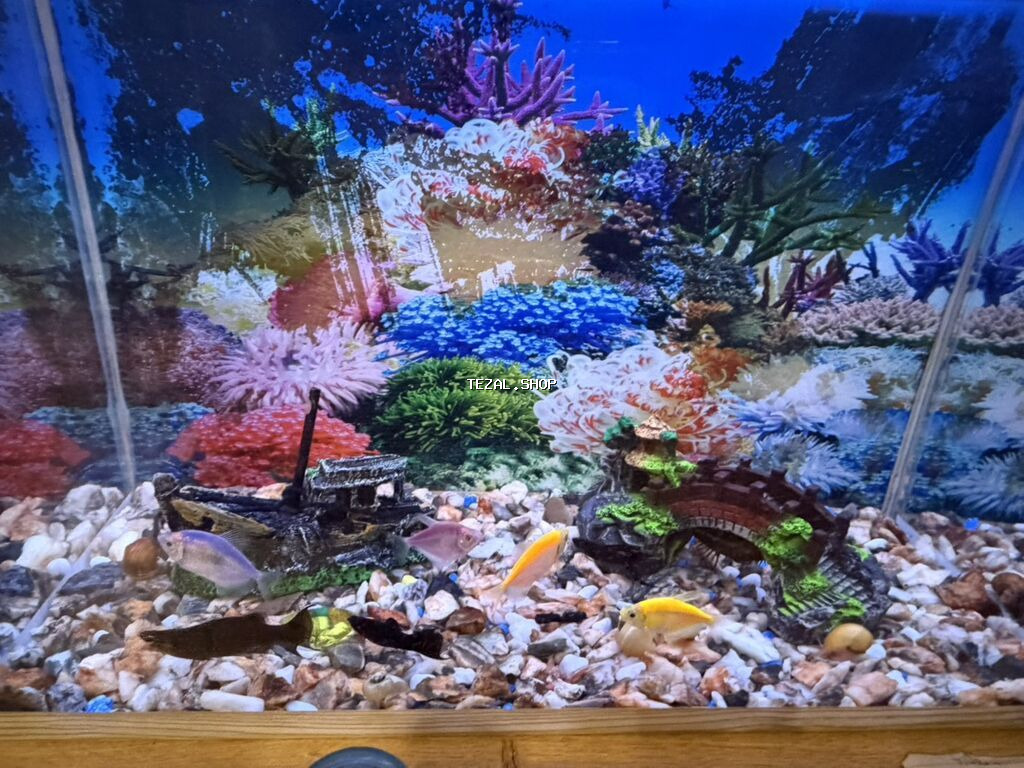 TƏCİLİ SATILIR!! Akvaryum içindəki hər bir əşyası ilə satılır Müxtəlif - şəkil 2